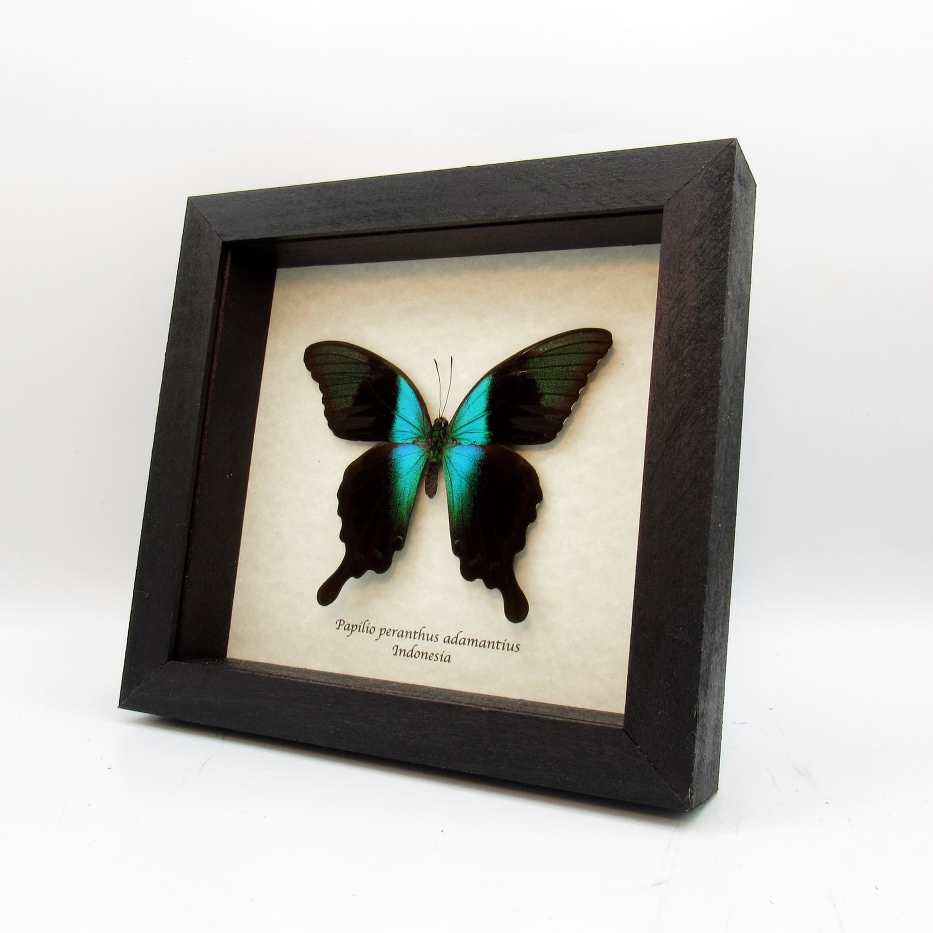Real blue swallowtail framed taxidermy - Papilio peranthus adamantius