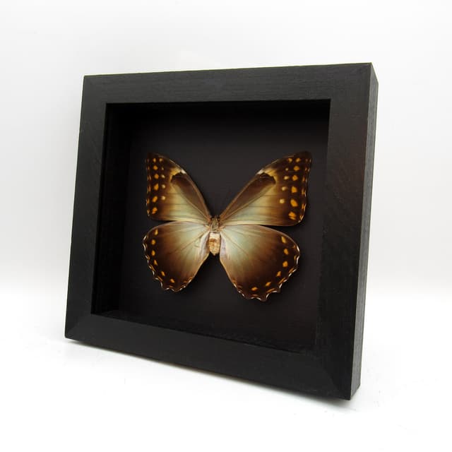 Rare large framed Morpho butterfly taxidermy - Morpho telemachus penelope - female
