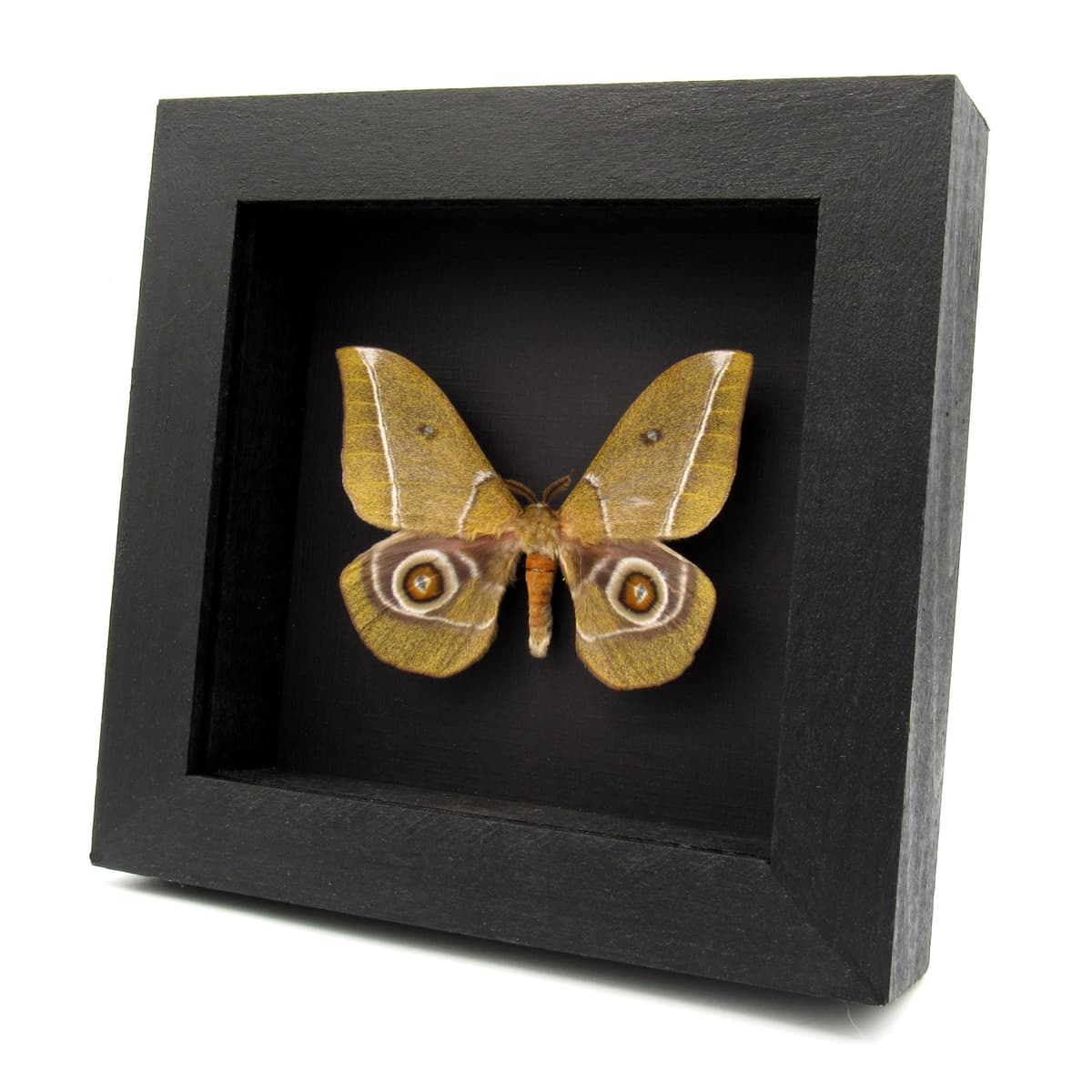 Rare Emperor moth framed specimen - Gonimbrasia alcestris