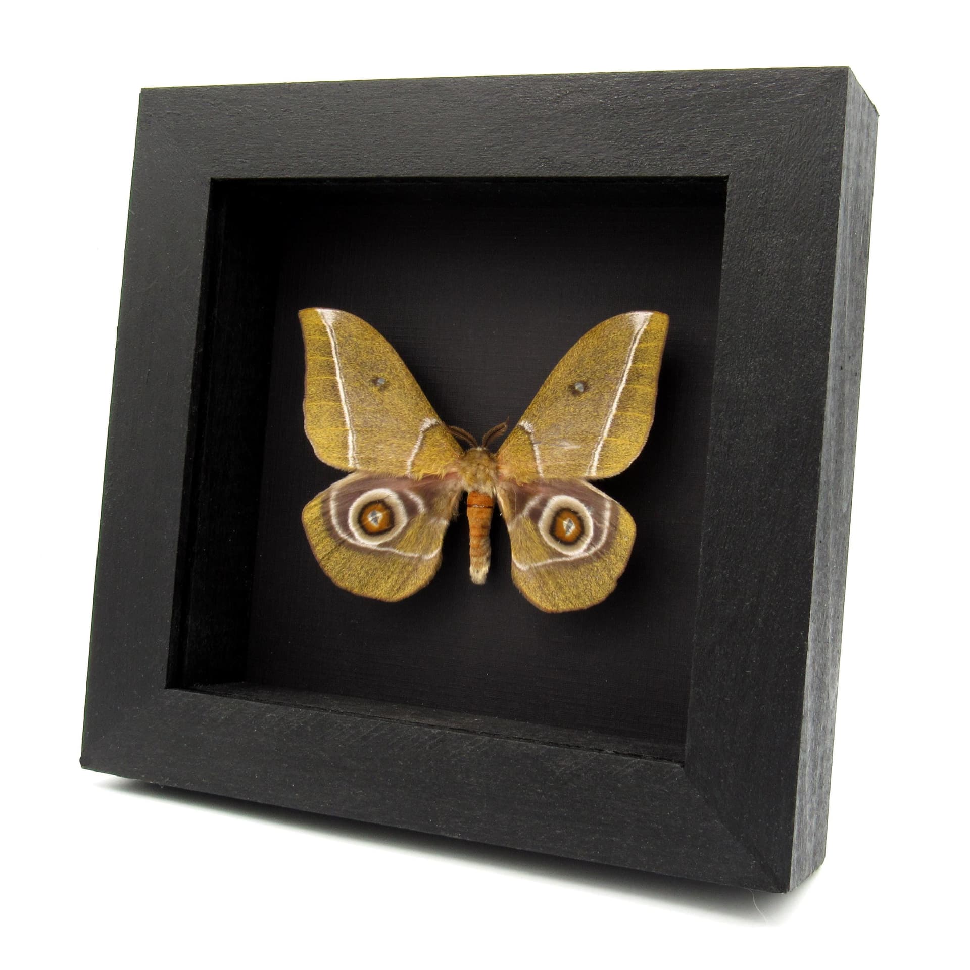 Rare Emperor moth framed specimen - Gonimbrasia alcestris