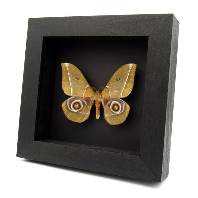 Rare Emperor moth framed specimen - Gonimbrasia alcestris