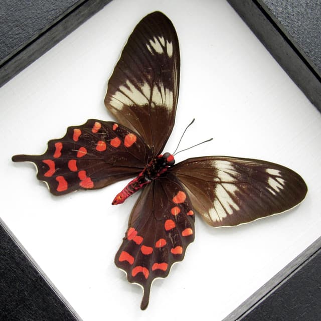 Rare red butterfly framed taxidermy - Pachliopta hector