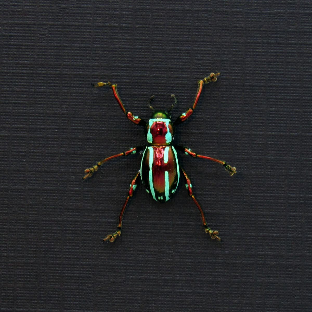 WEEVIL MANIA!  Real metallic red and green weevil framed taxidermy - Pachyrhynchus pulchellus