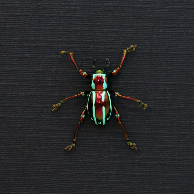 WEEVIL MANIA!  Real metallic red and green weevil framed taxidermy - Pachyrhynchus pulchellus