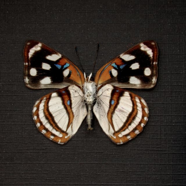 Real Metalmark butterfly framed taxidermy - Dynamine racidula