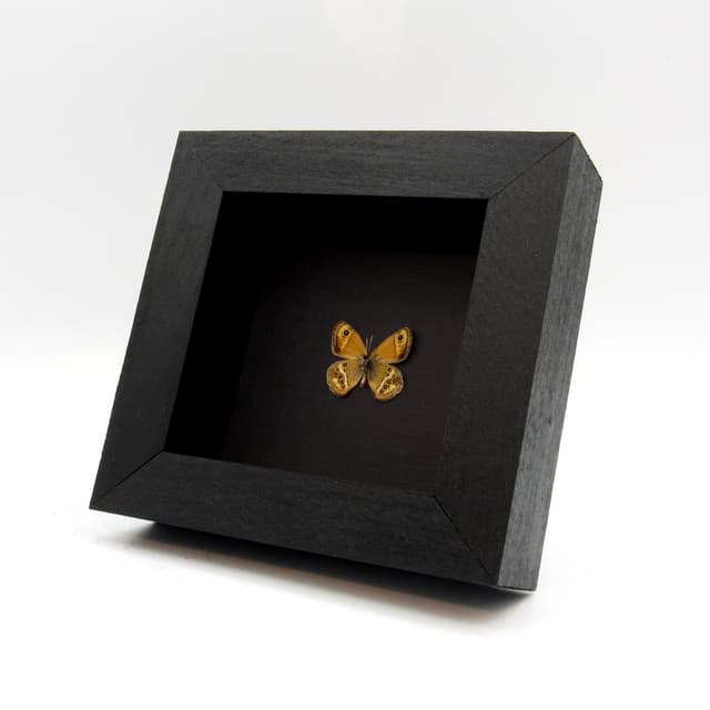 Real tiny metallic gold Satyr butterfly framed taxidermy -  Coenonympha dorus pseudoaustauti