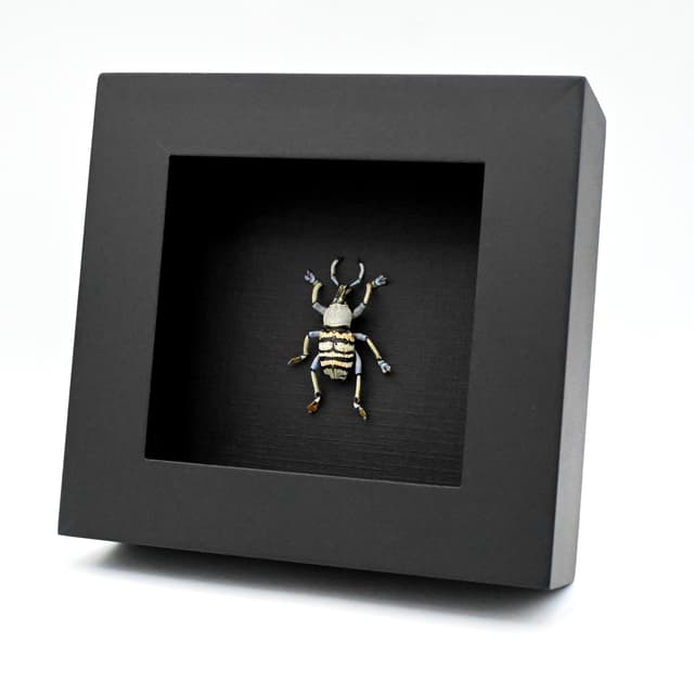 Real Weevil beetle framed taxidermy - Eupholus nickerli
