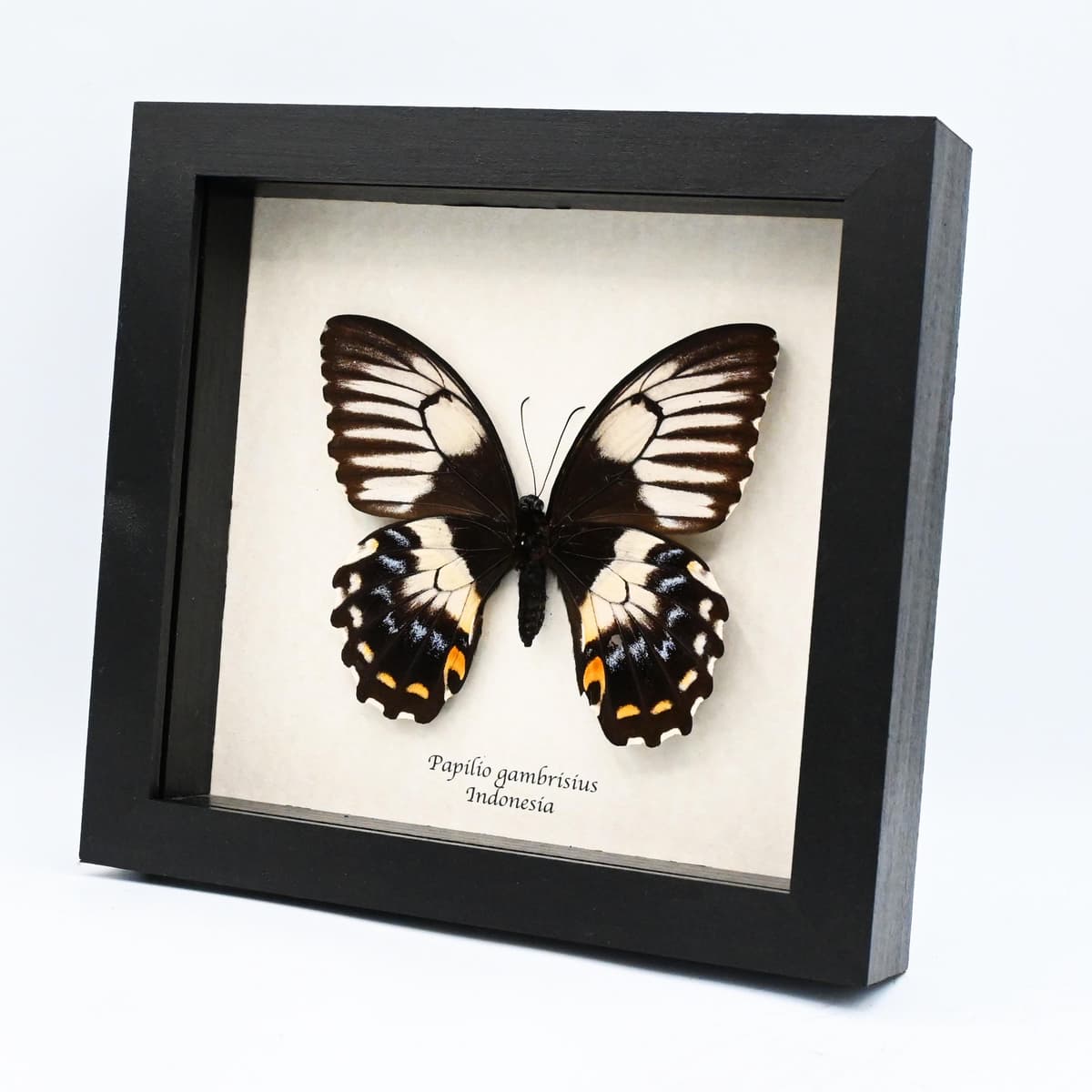 Real XL framed Swallowtail butterfly taxidermy - Papilio gambrisius - female