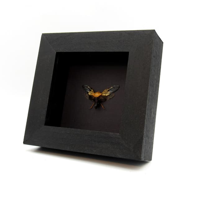 Real Leafhopper framed taxidermy - Cicadellidae species