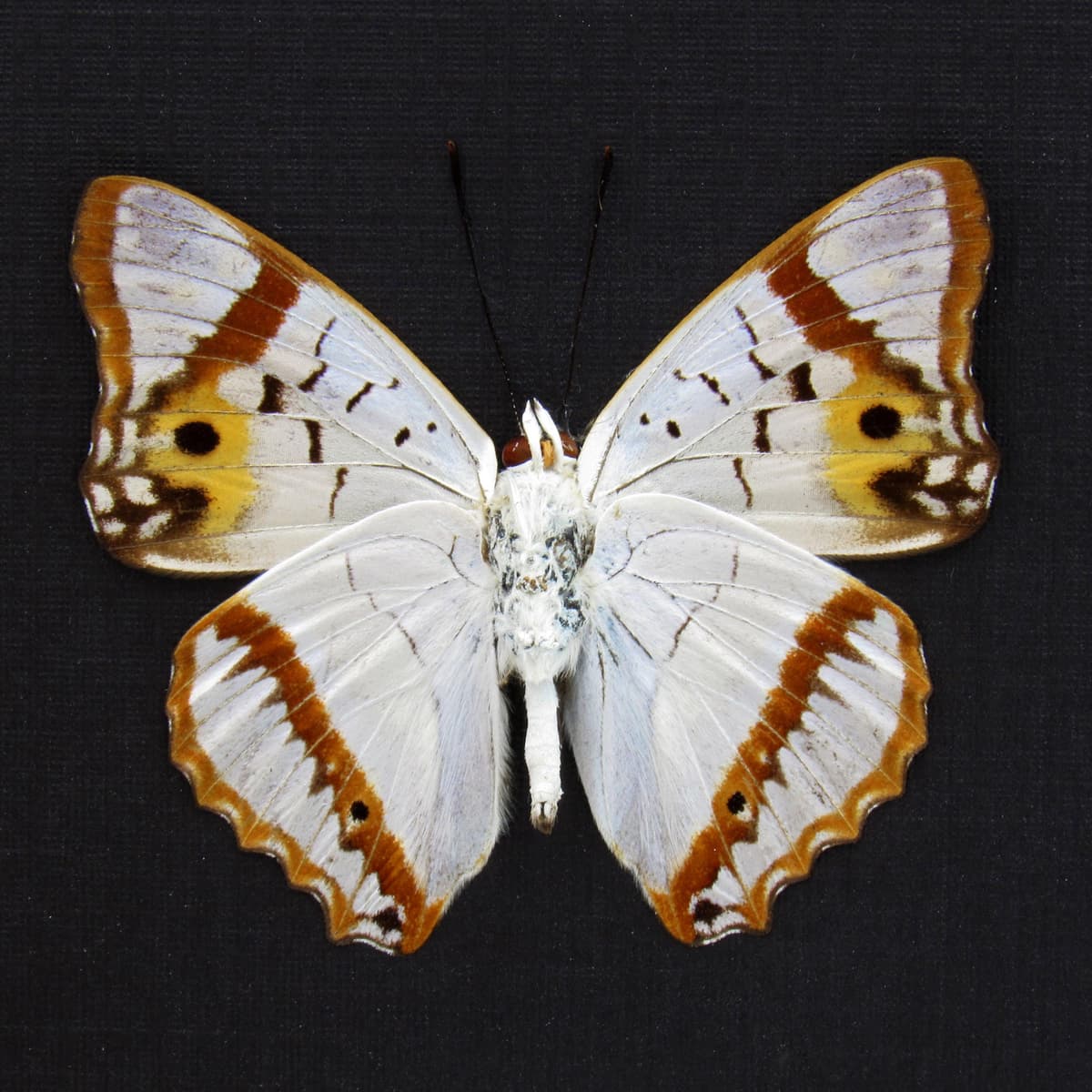 Real Pearlescent Indian Purple Emperor butterfly framed taxidermy - Mimathyma ambica miranda