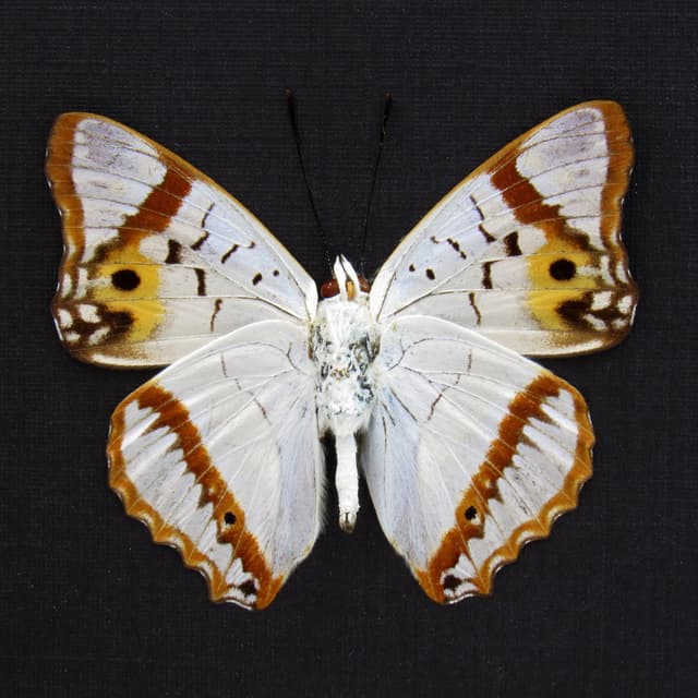Real Pearlescent Indian Purple Emperor butterfly framed taxidermy - Mimathyma ambica miranda