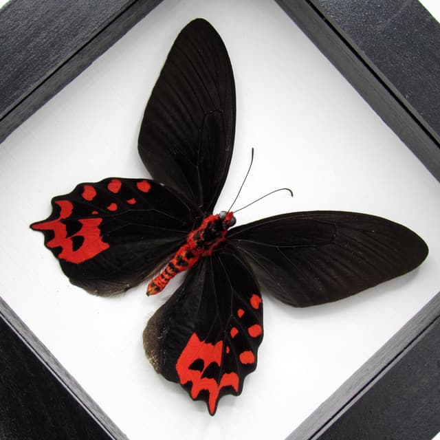 Real Vampire butterfly framed taxidermy - Atrophaneura semperi albofasciata