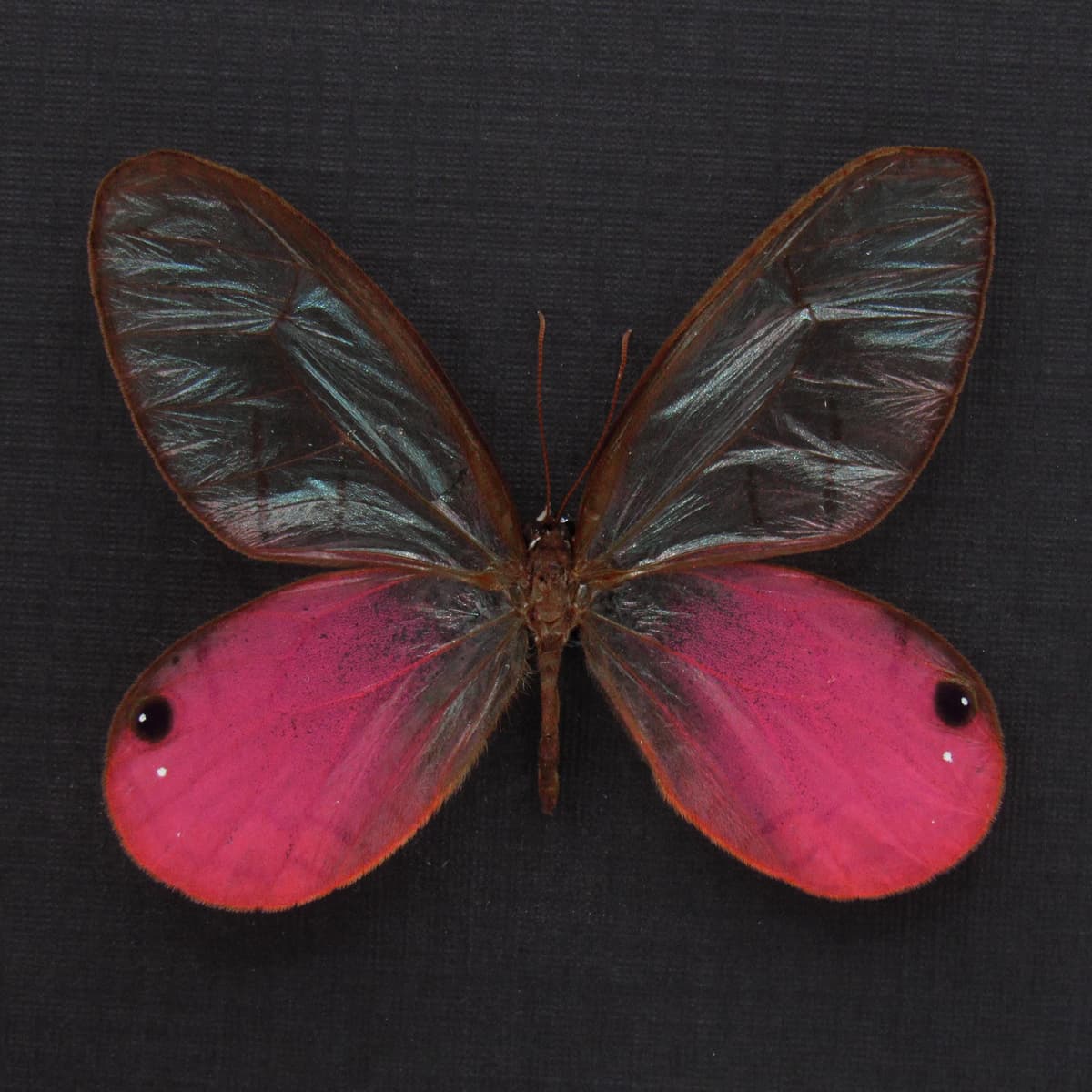 Real pink Blushing Phantom butterfly framed taxidermy - Cithaerias pireta aurorina - 2