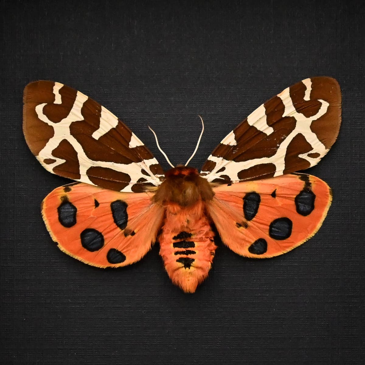 Real Garden Tiger moth framed taxidermy - Arctia caja