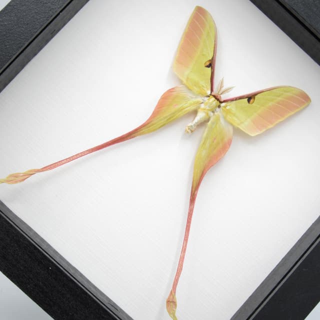 Rare pink Chinese Moon Moth framed specimen - Actias dubernardi
