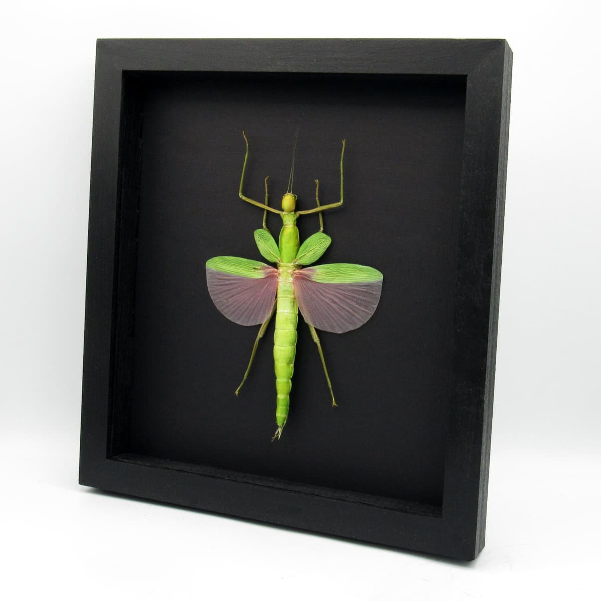 Rare GIANT pink Stick bug framed taxidermy - Platycrana viridana - female
