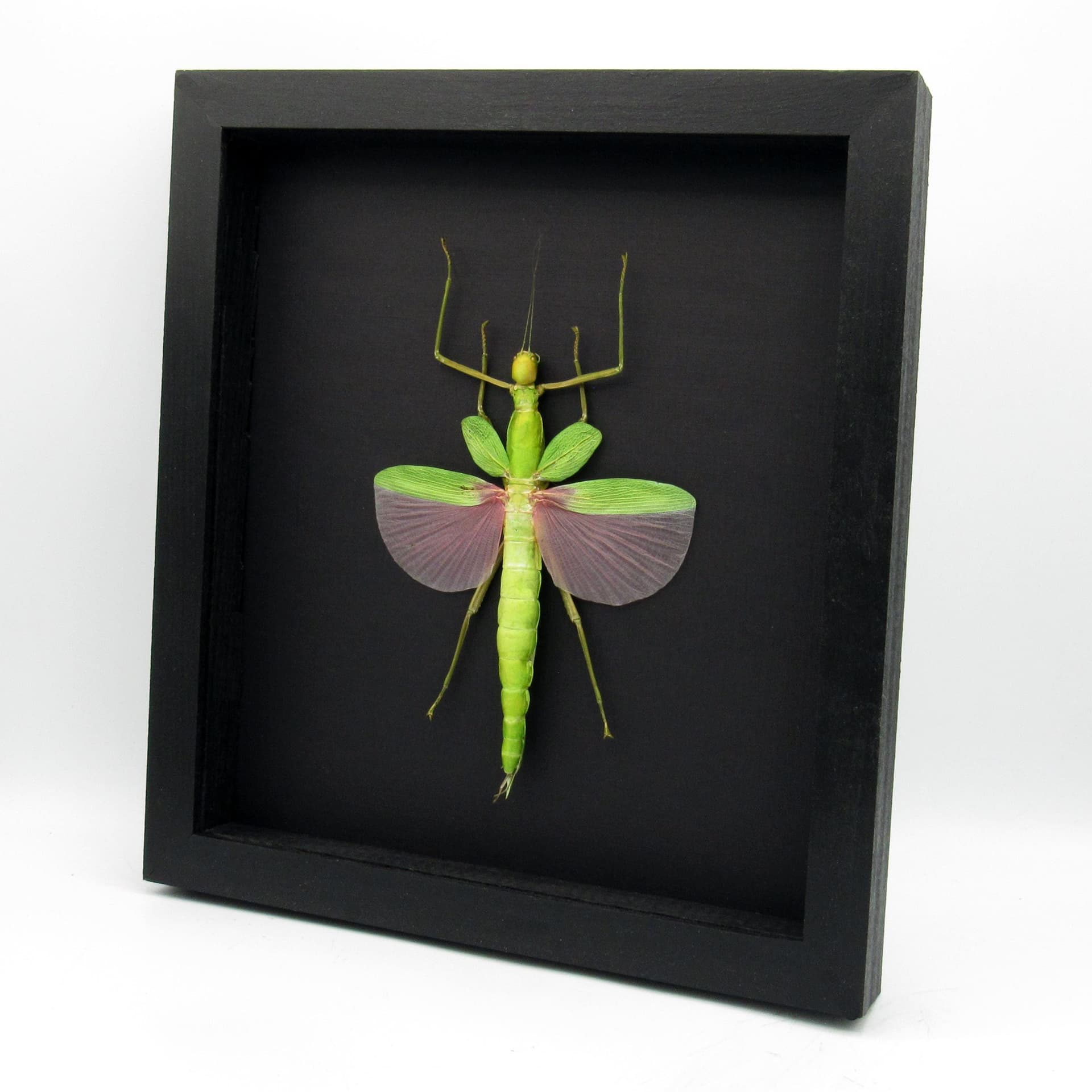 Rare GIANT pink Stick bug framed taxidermy - Platycrana viridana - female
