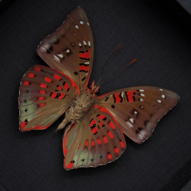 Real red butterfly framed taxidermy - Euthalia adonia
