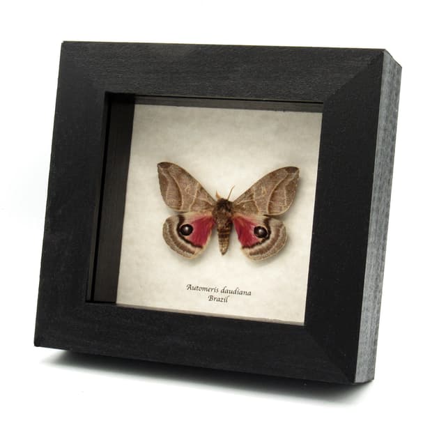 Real pink Saturn moth framed taxidermy - Automeris daudiana