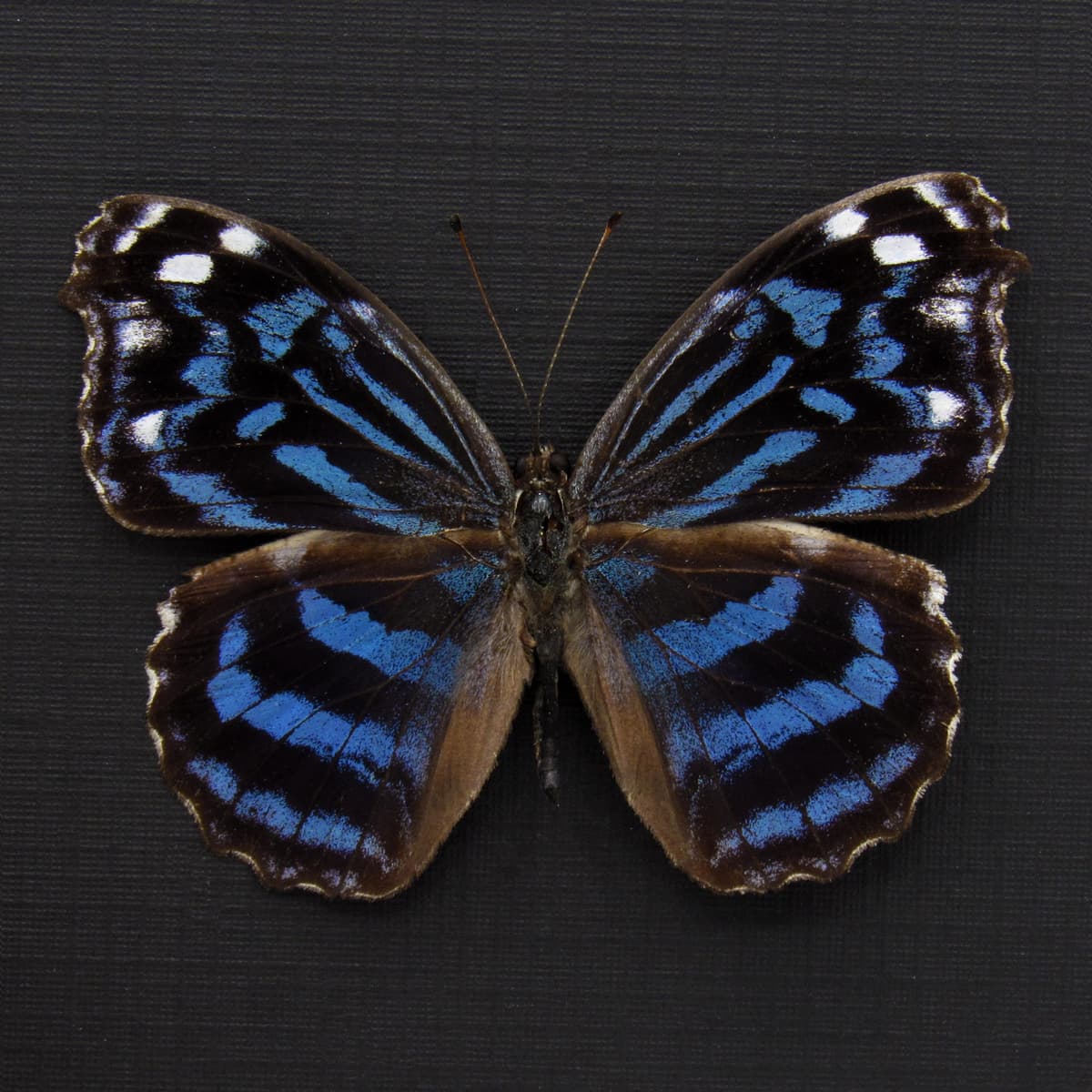 Real Blue Wing butterfly framed taxidermy - Myscelia ethusa