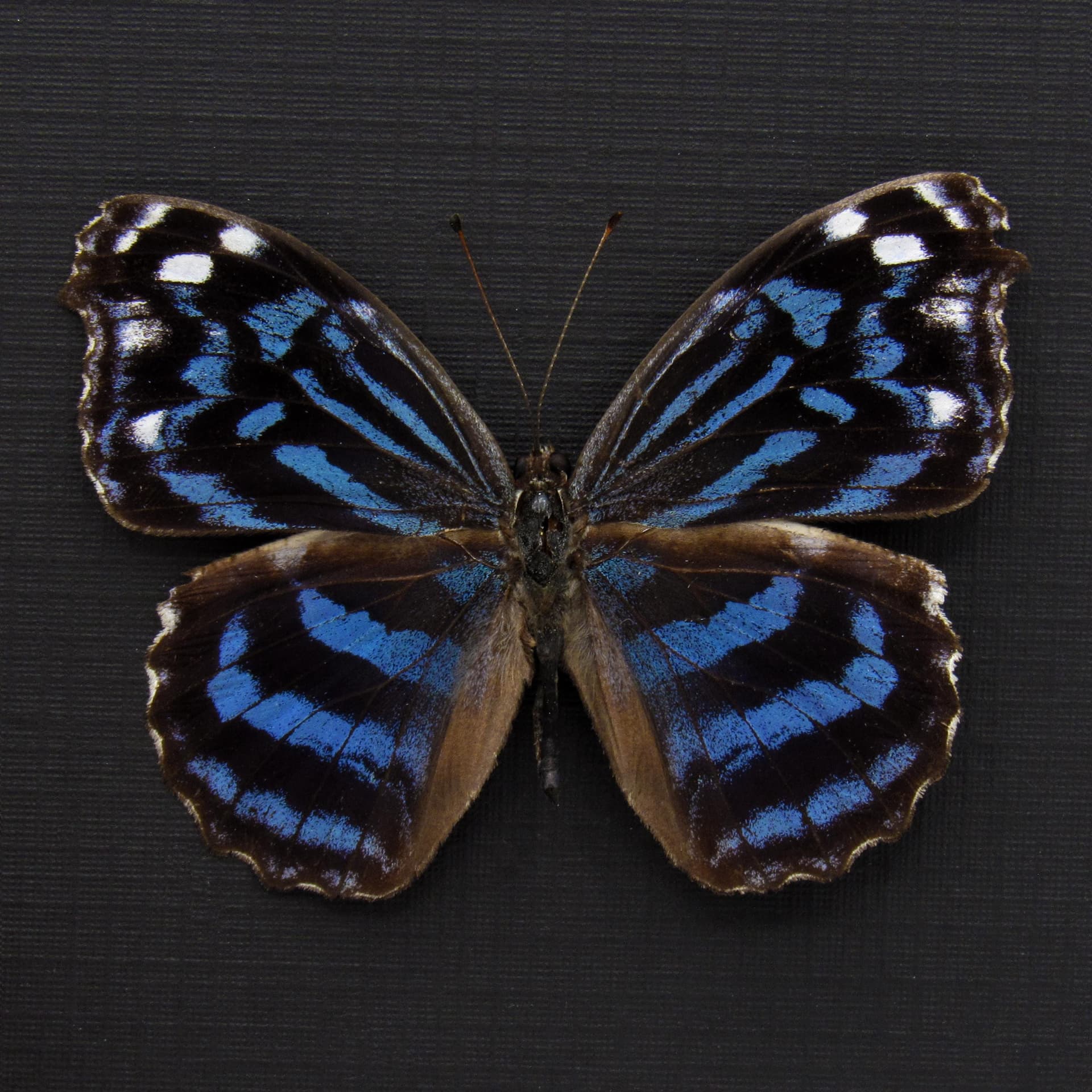 Real Blue Wing butterfly framed taxidermy - Myscelia ethusa