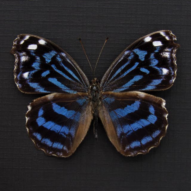 Real Blue Wing butterfly framed taxidermy - Myscelia ethusa