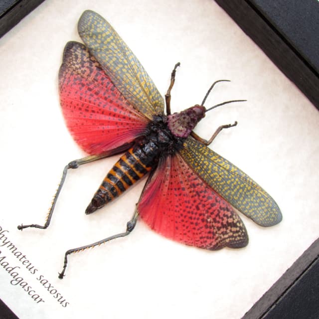Real large grasshopper framed taxidermy - Phymateus saxosus - female