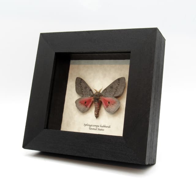 Real pink Saturn moth framed taxidermy - Sphingicampa hubbardi