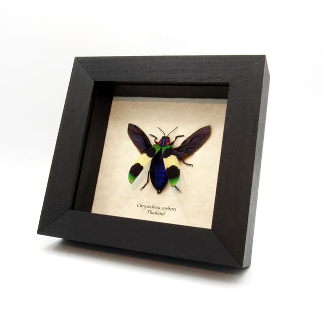 Rare glittering Jewel beetle framed taxidermy - Chrysochroa corbetti
