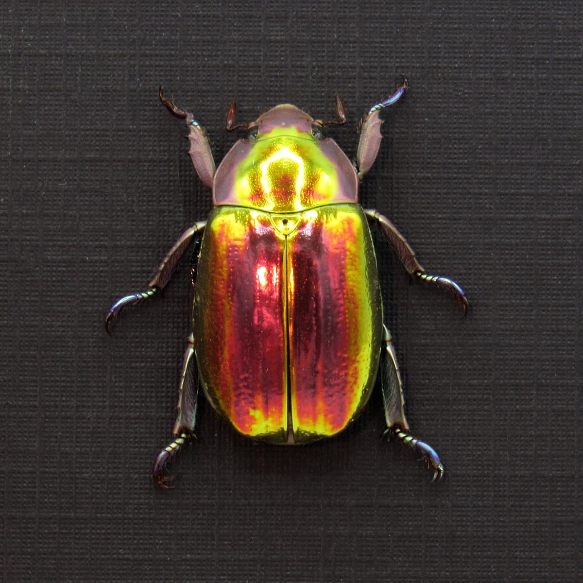 Very rare red and gold Jewel beetle framed taxidermy - Chrysina aurigans - red/gold form