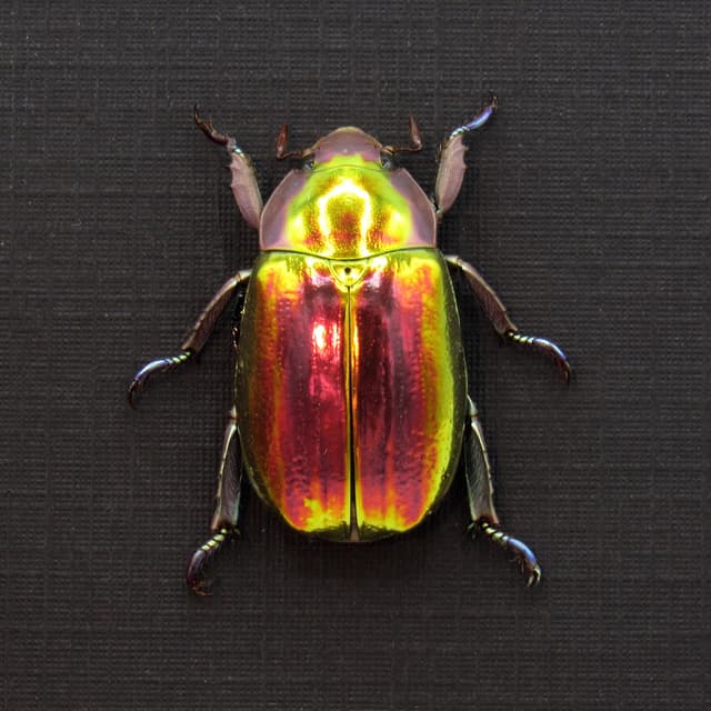 Very rare red and gold Jewel beetle framed taxidermy - Chrysina aurigans - red/gold form