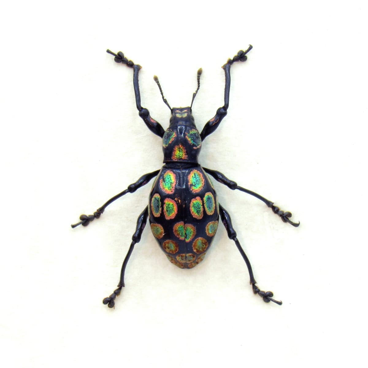 WEEVIL MANIA - Real pink and green metallic beetle framed taxidermy - Metapocyrtus species