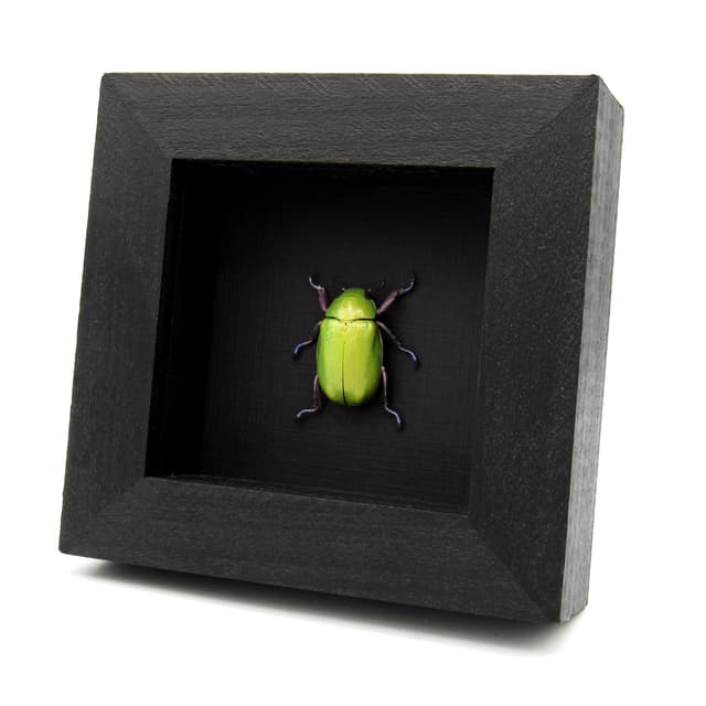 Large Jewel Scarab beetle framed taxidermy - Chrysina beyeri