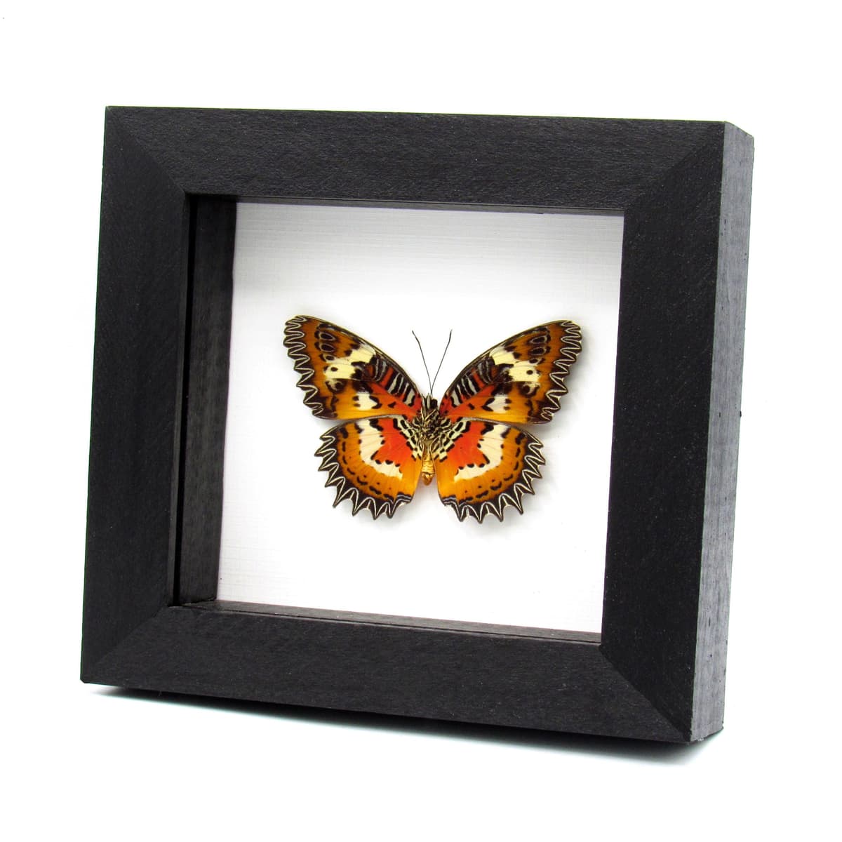 Real Red framed taxidermy butterfly - Cethosia hypsea