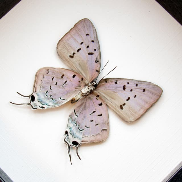 Real lavender butterfly framed taxidermy - Pseudolycaena marsyas