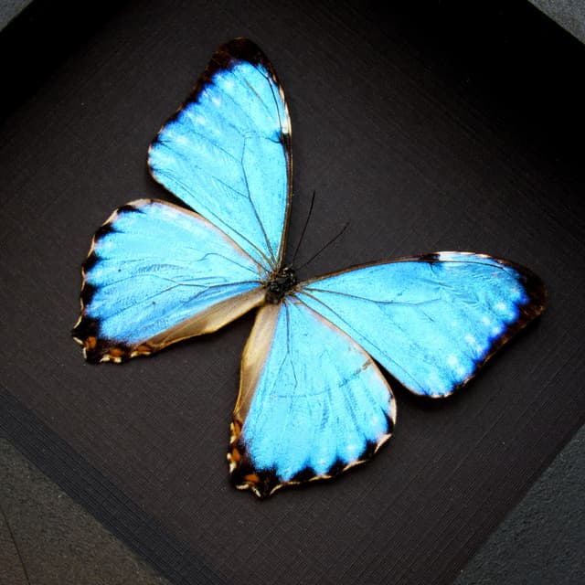 Real iridescent blue Morpho butterfly framed taxidermy - morpho portis