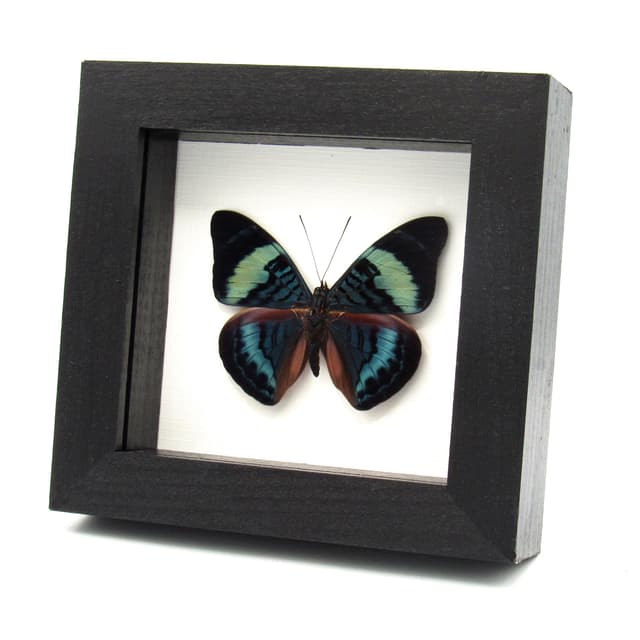 Real blue Procilla Beauty framed taxidermy butterfly - Panacea procila