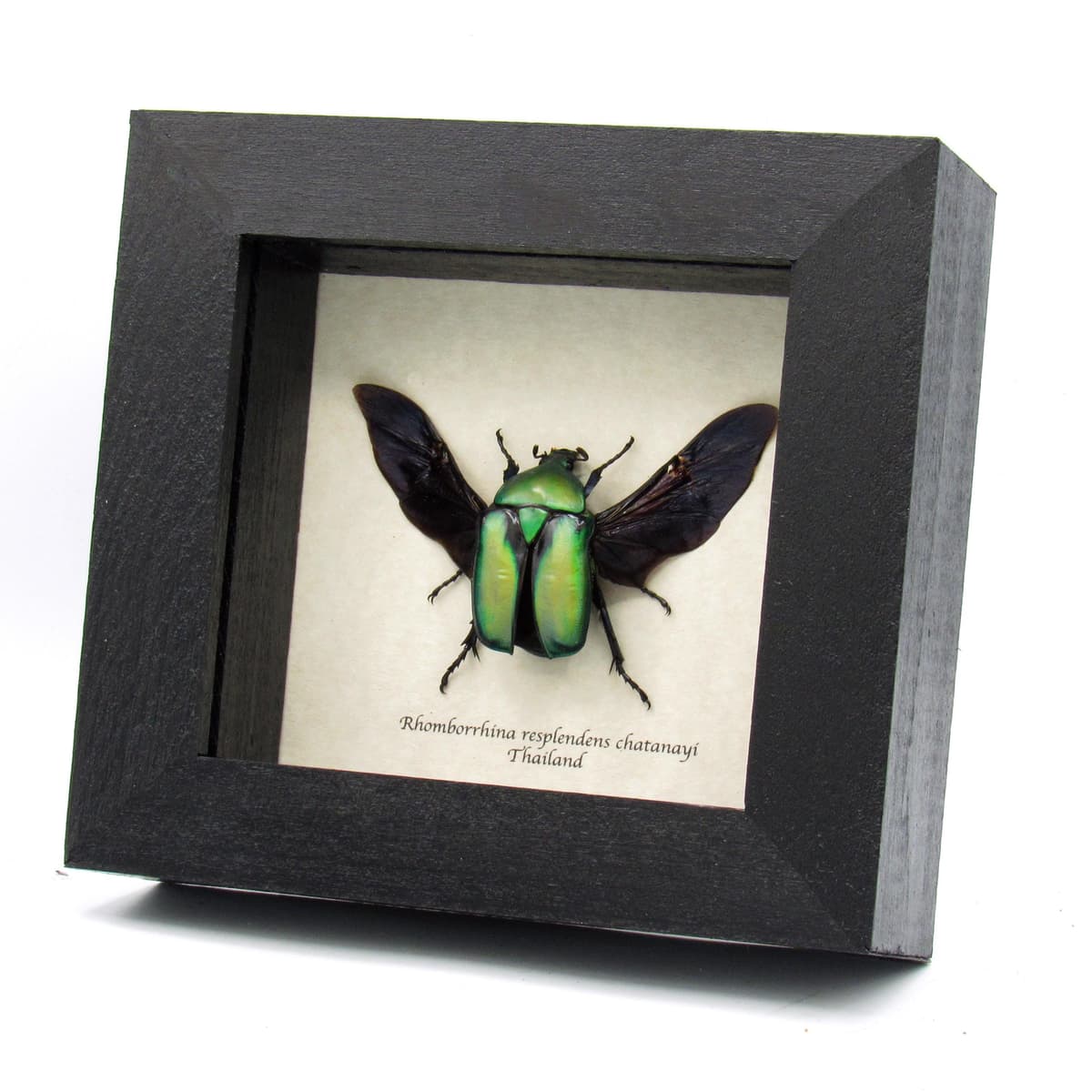 Green metallic Scarab beetle framed taxidermy - Rhomborrhina resplendens chatanayi