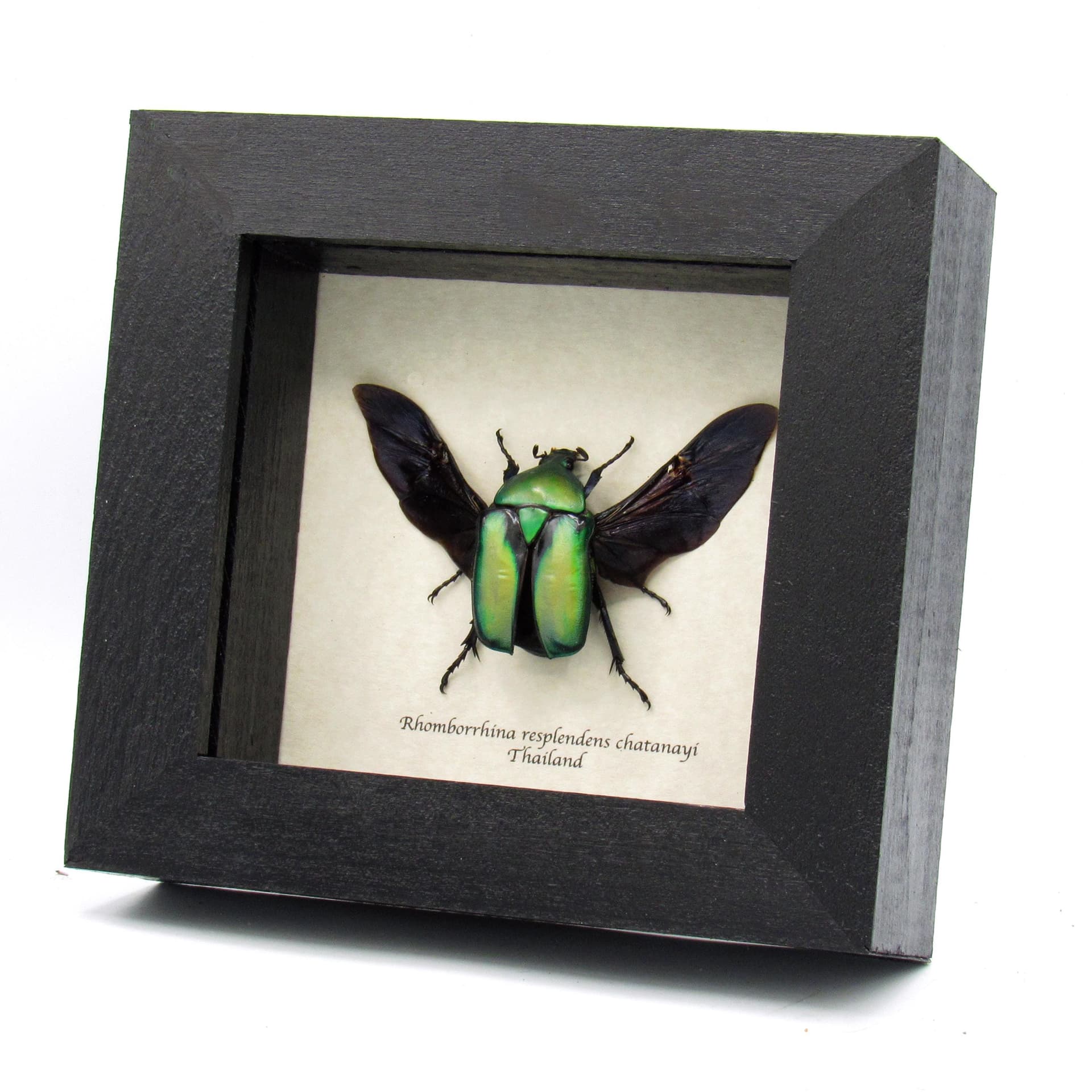 Green metallic Scarab beetle framed taxidermy - Rhomborrhina resplendens chatanayi