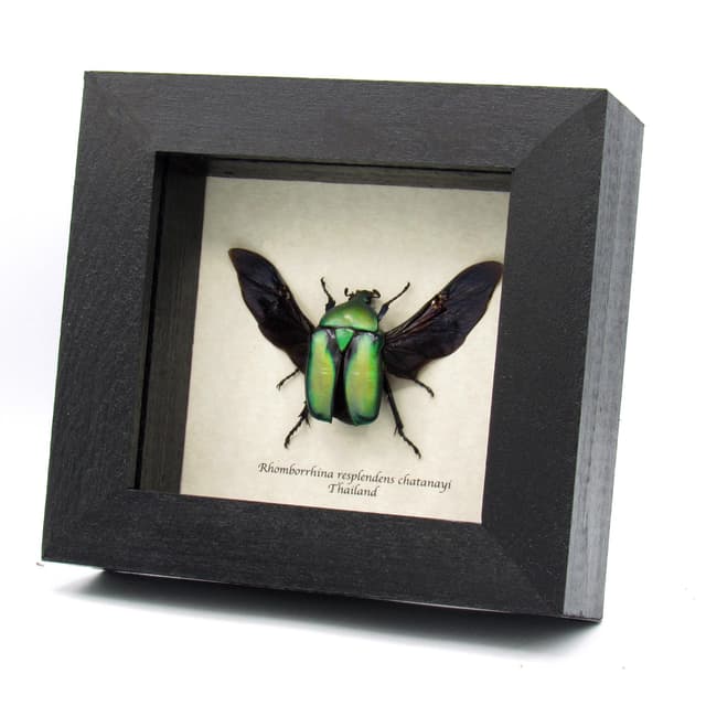 Green metallic Scarab beetle framed taxidermy - Rhomborrhina resplendens chatanayi