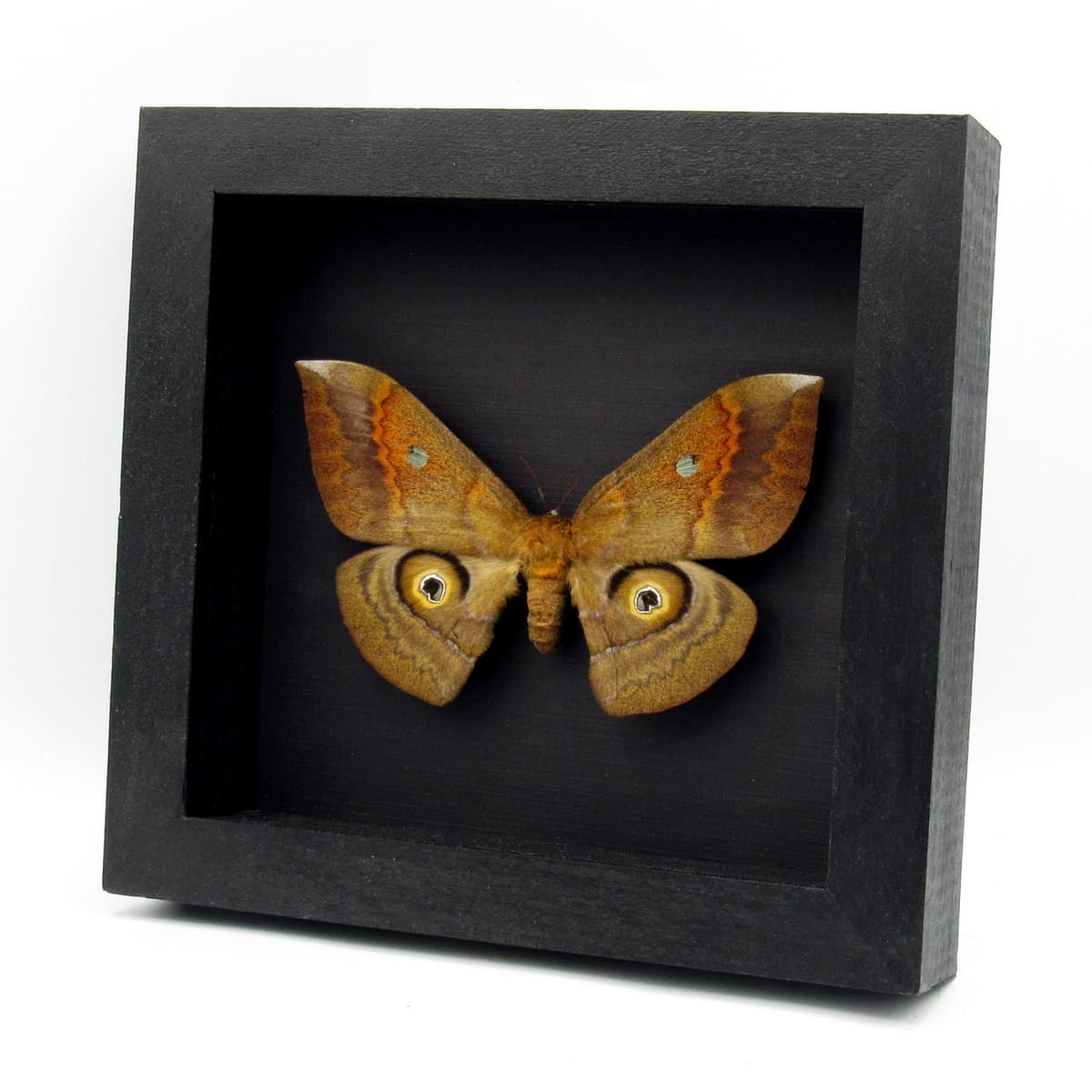 Rare Saturn moth framed taxidermy - Salassa thespis - female