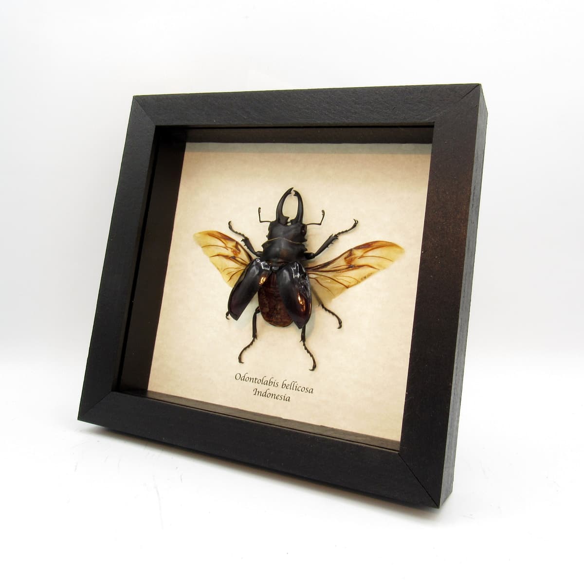 Real Giant Stag beetle framed taxidermy - Odontolabis bellicosa