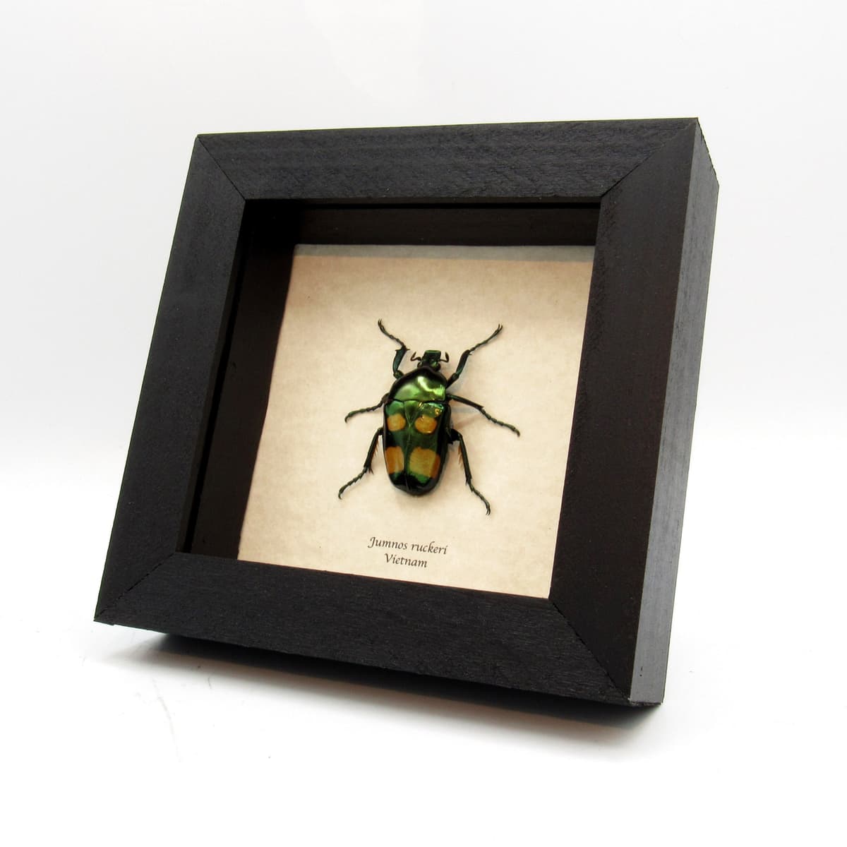 Rare metallic green flower beetle framed taxidermy - Jumnos ruckeri - female