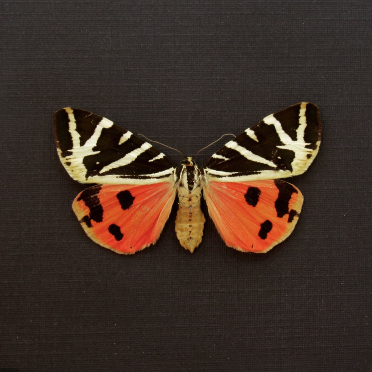 Real red Jersey Tiger moth framed taxidermy - Callimorpha quadripunctaria