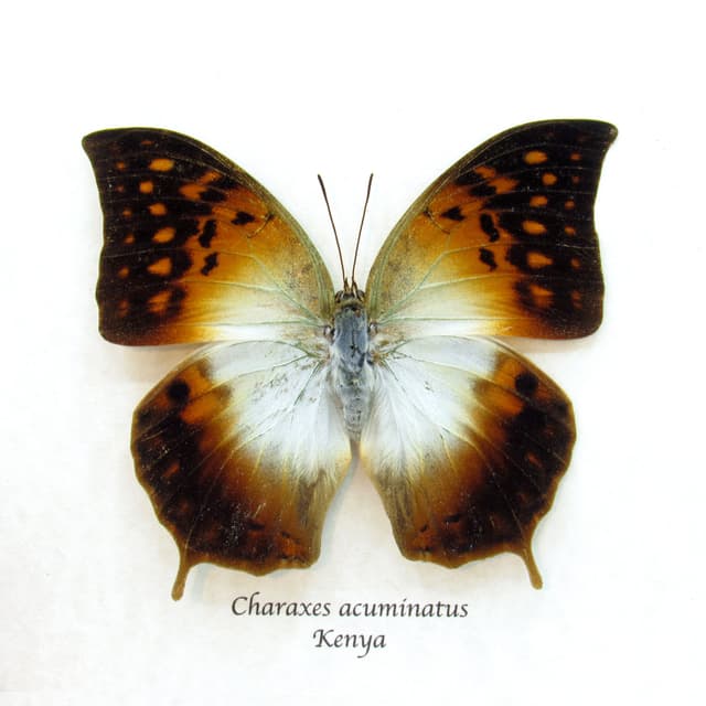 Rare Pointed Pearl butterfly framed taxidermy - Charaxes acuminatus - large female