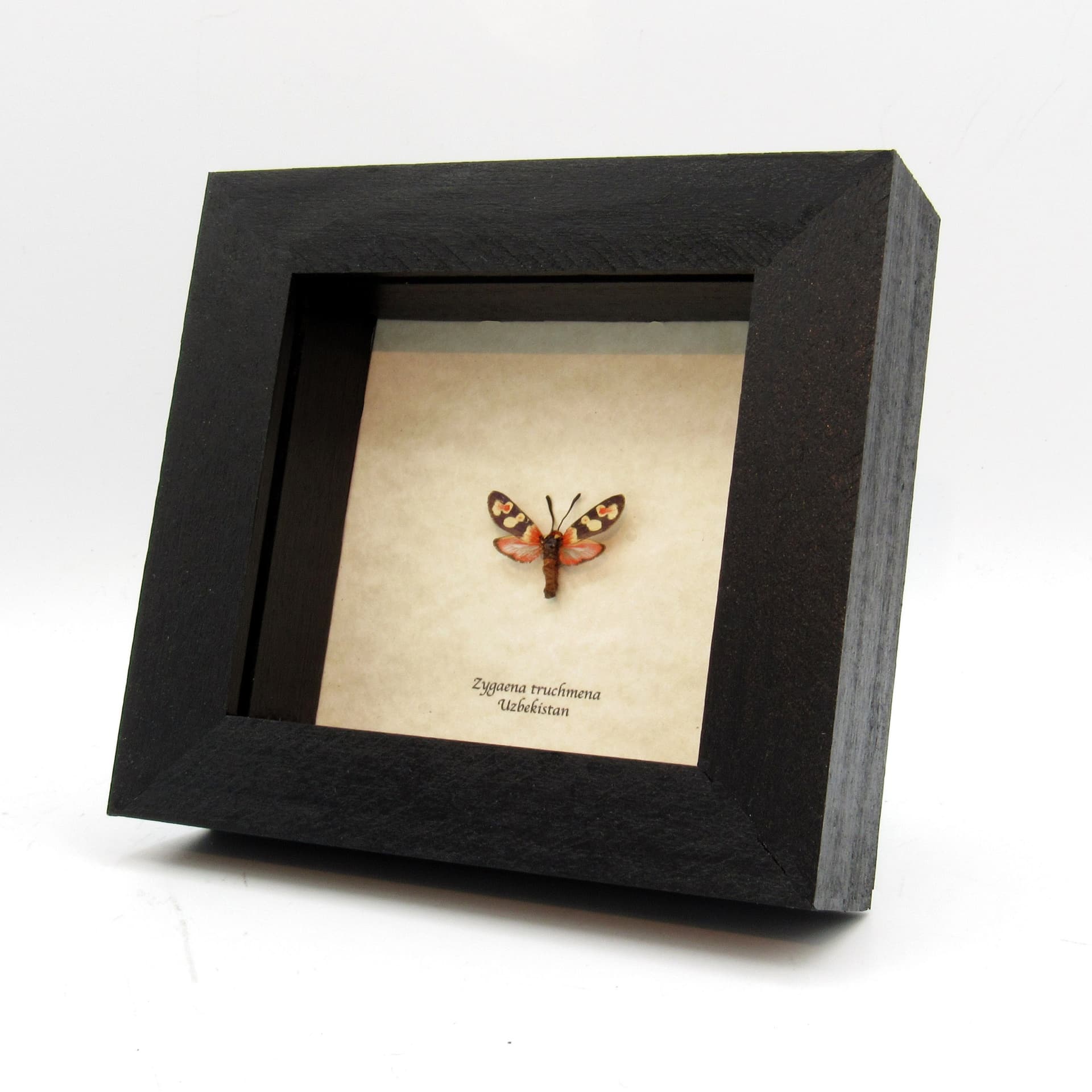 Real tiny red Burnet moth framed taxidermy - Zygaena truchmena