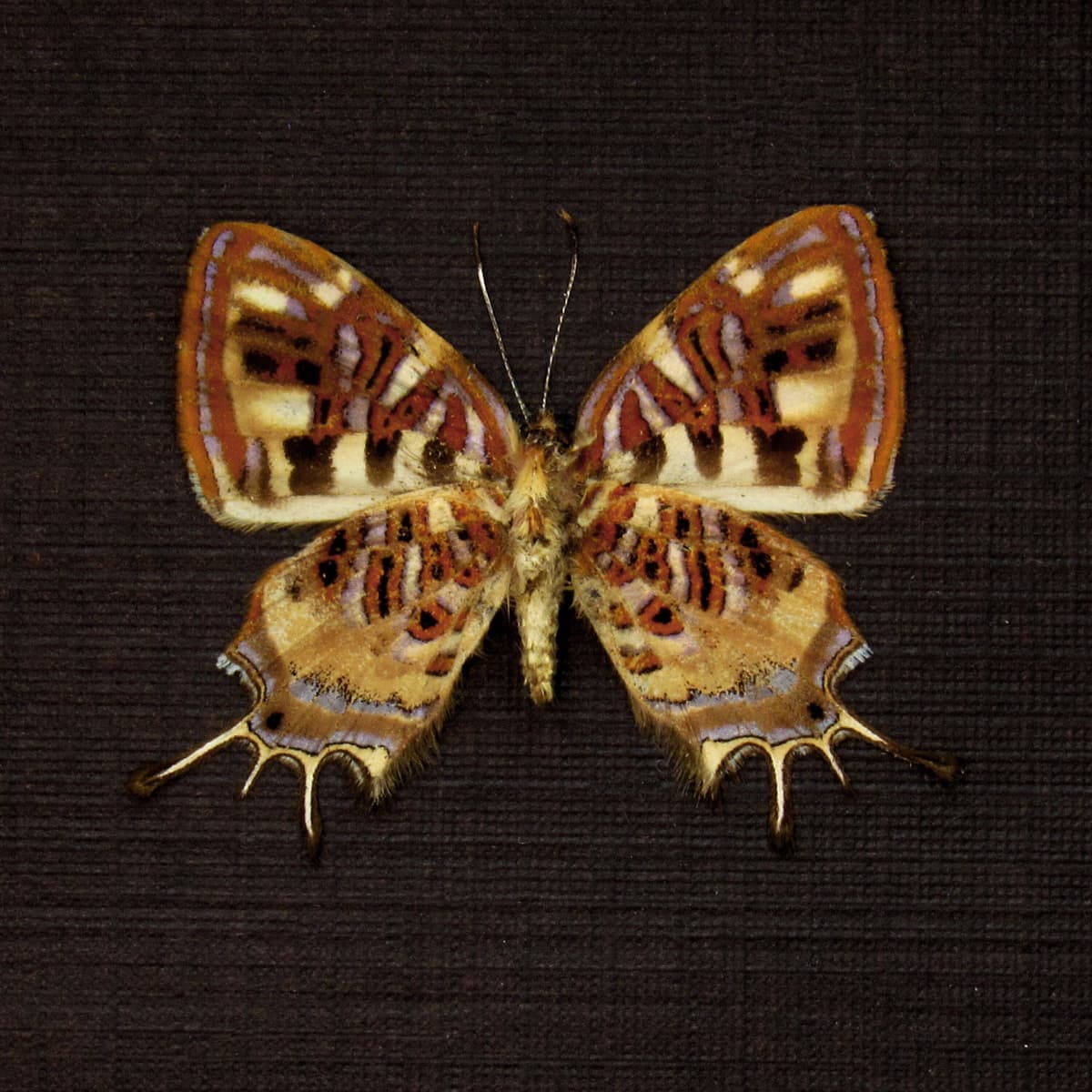 Rare tiny Metalmark butterfly framed taxidermy - Sarota chrysus