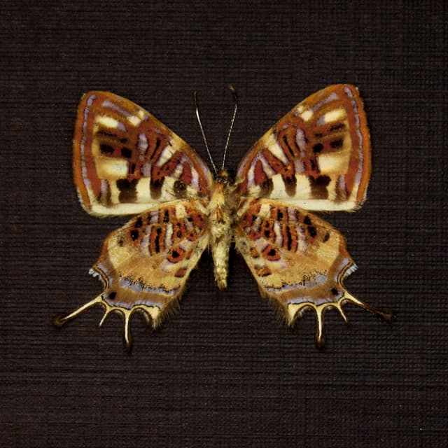 Rare tiny Metalmark butterfly framed taxidermy - Sarota chrysus