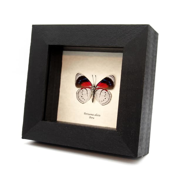 Real white butterfly framed taxidermy - Perisama alicia