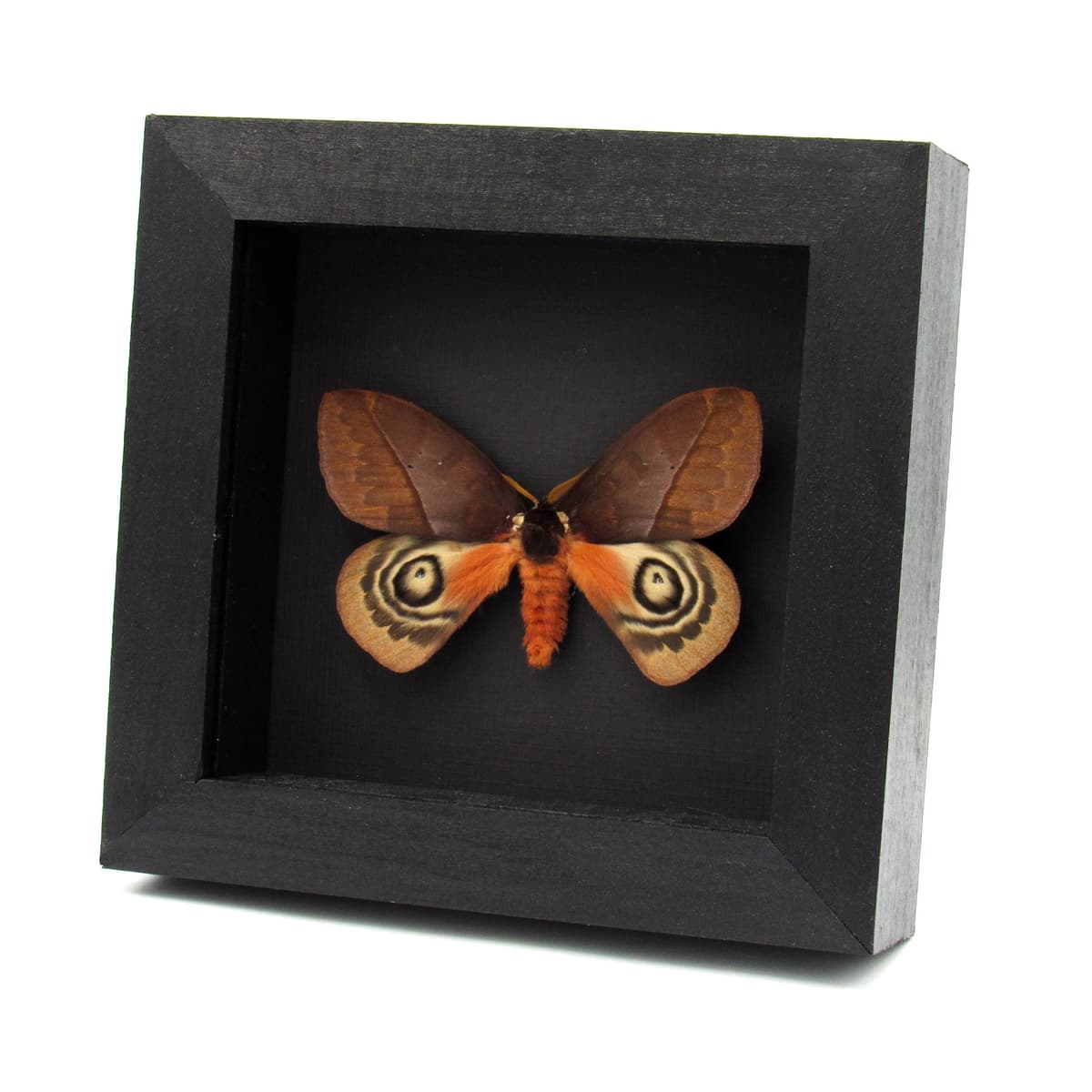 Real Saturn moth framed taxidermy - Automeris mixtus